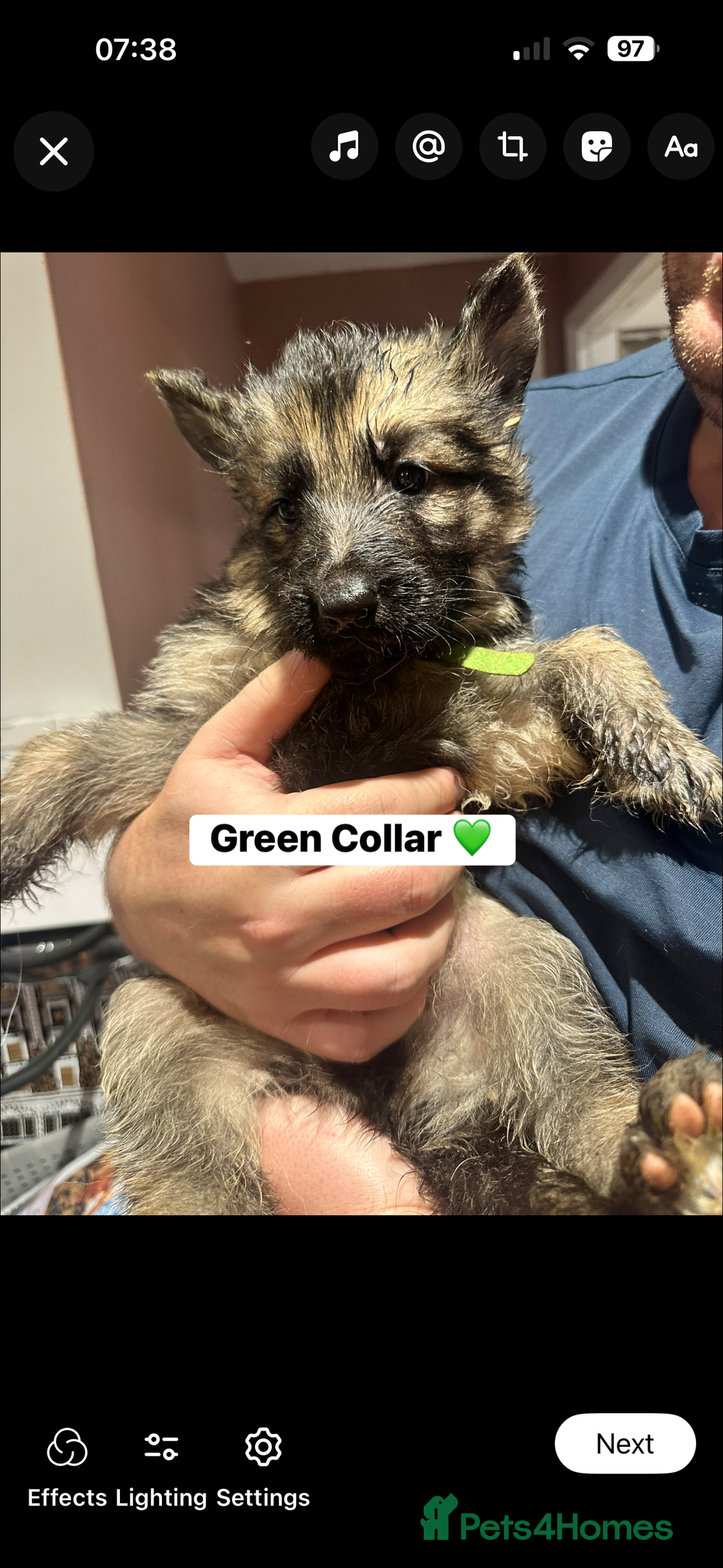 German Shepherd dogs for sale: German Shepherd puppies *Open to sensible offers* - Advert 33