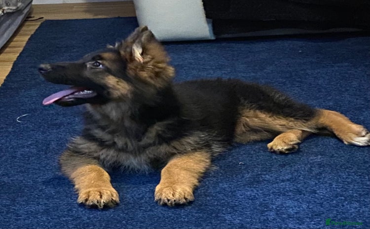 German Shepherd dogs Outstanding Vomkonstanz German Shepherd Litter  - Advert 10