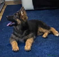 German Shepherd dogs Outstanding Vomkonstanz German Shepherd Litter - Advert 1