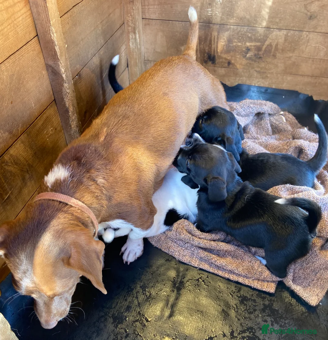 Jack Russell dogs for sale: Jack Russell puppies  - Advert 5