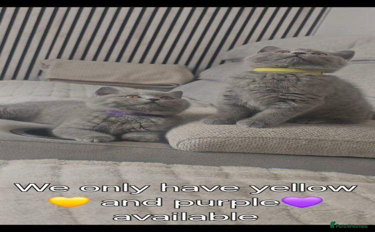 British Shorthair cats - Advert 1