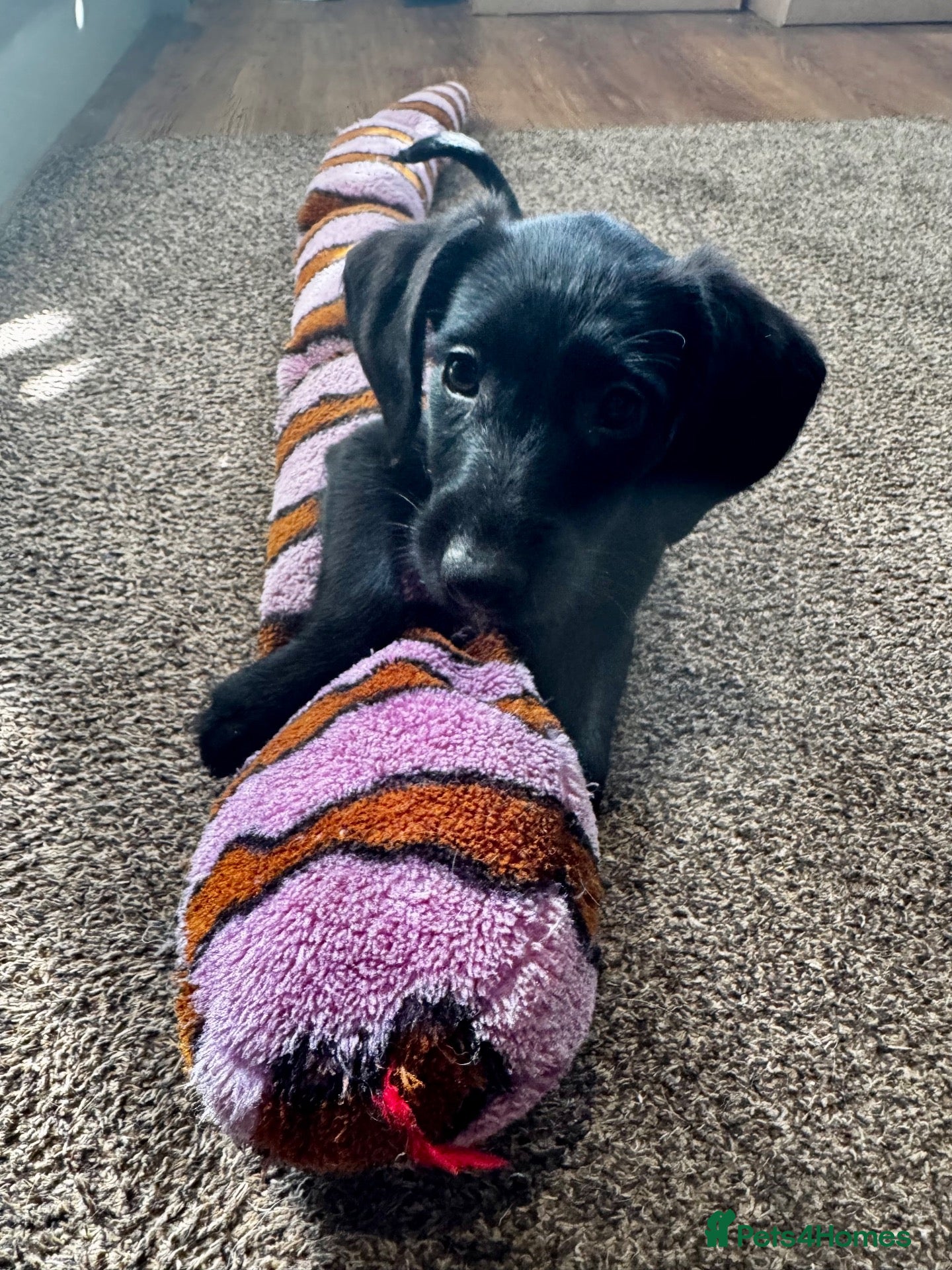 Mixed Breed dogs  Beautiful Whippet x Poodle puppies - Advert 1