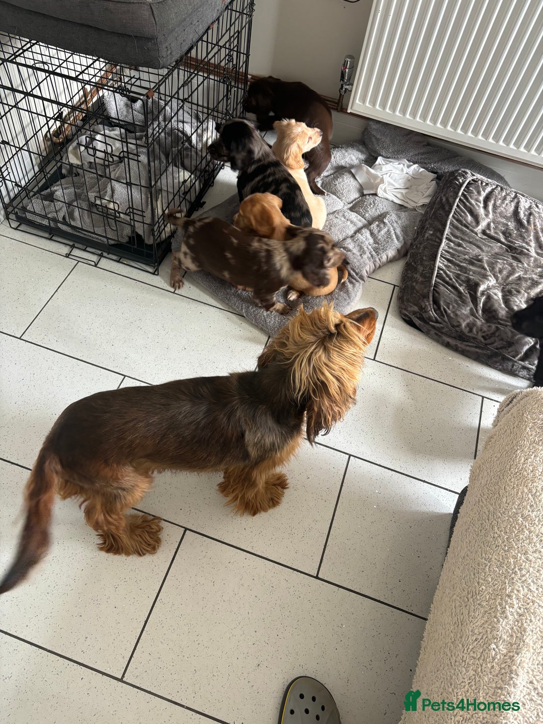 Cocker Spaniel dogs for sale:  show type dna health tested kc registered dad mum - Image 10