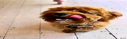 Cavapoo dogs for sale: F1 Red Cavapoo puppies ( health tested) - Advert 5
