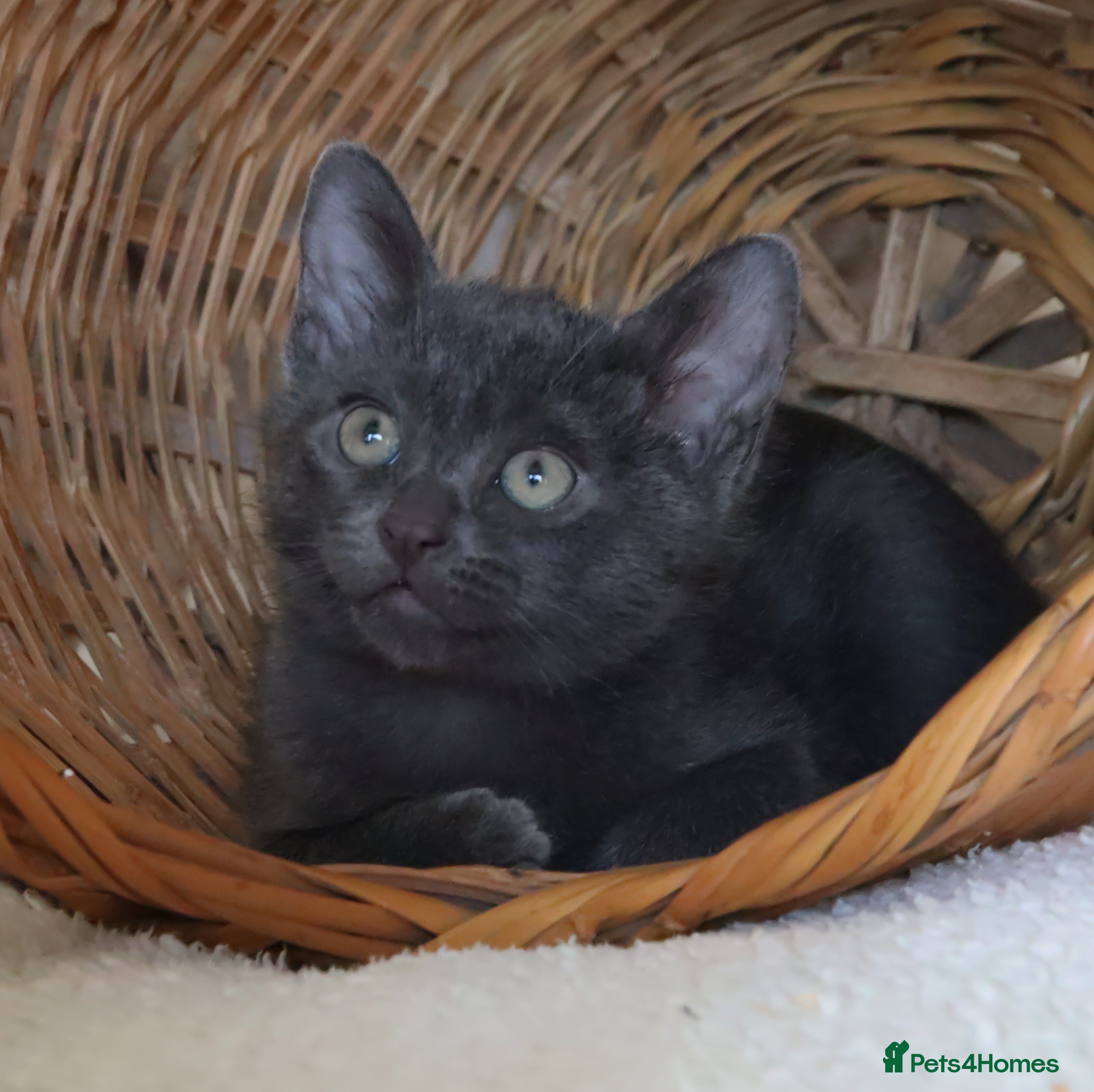 Burmese cats Quality Blue GCCF registered boy - Advert 2