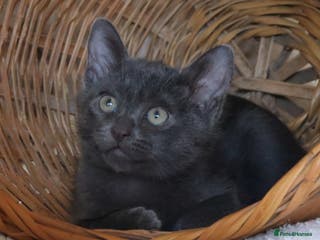 Burmese cats Quality Blue GCCF registered boy - Advert 9