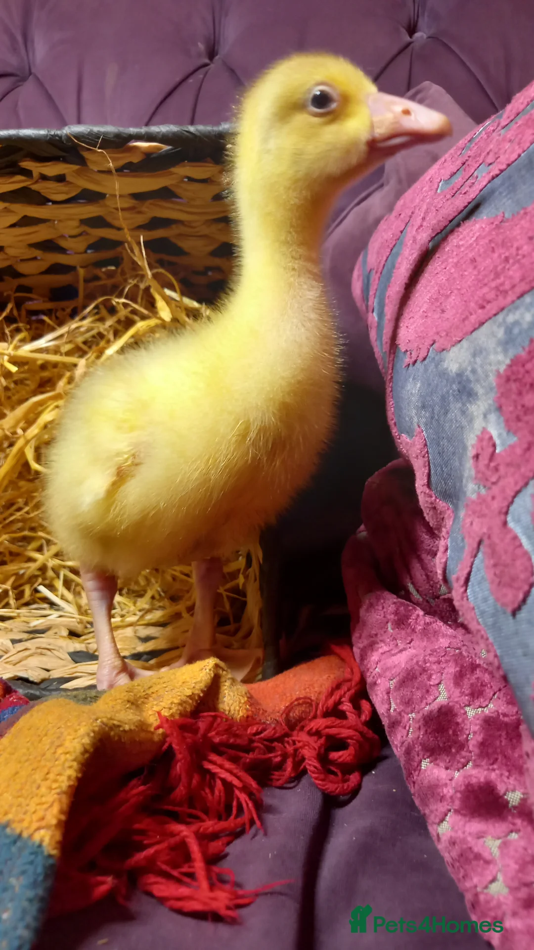 Geese poultry for sale: Goslings for Sale - Advert 2