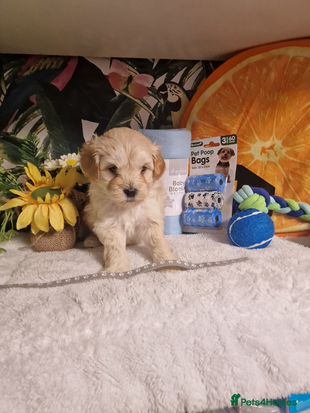 Maltipoo dogs for sale: Maltipoo  - Advert 11