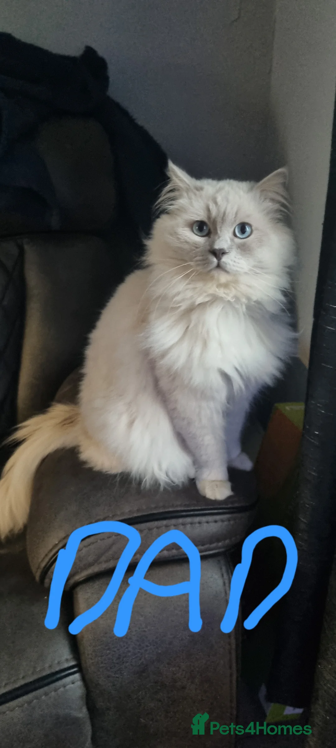 Ragdoll cats for sale: Ragdoll kitten  in Lanark - Advert 2
