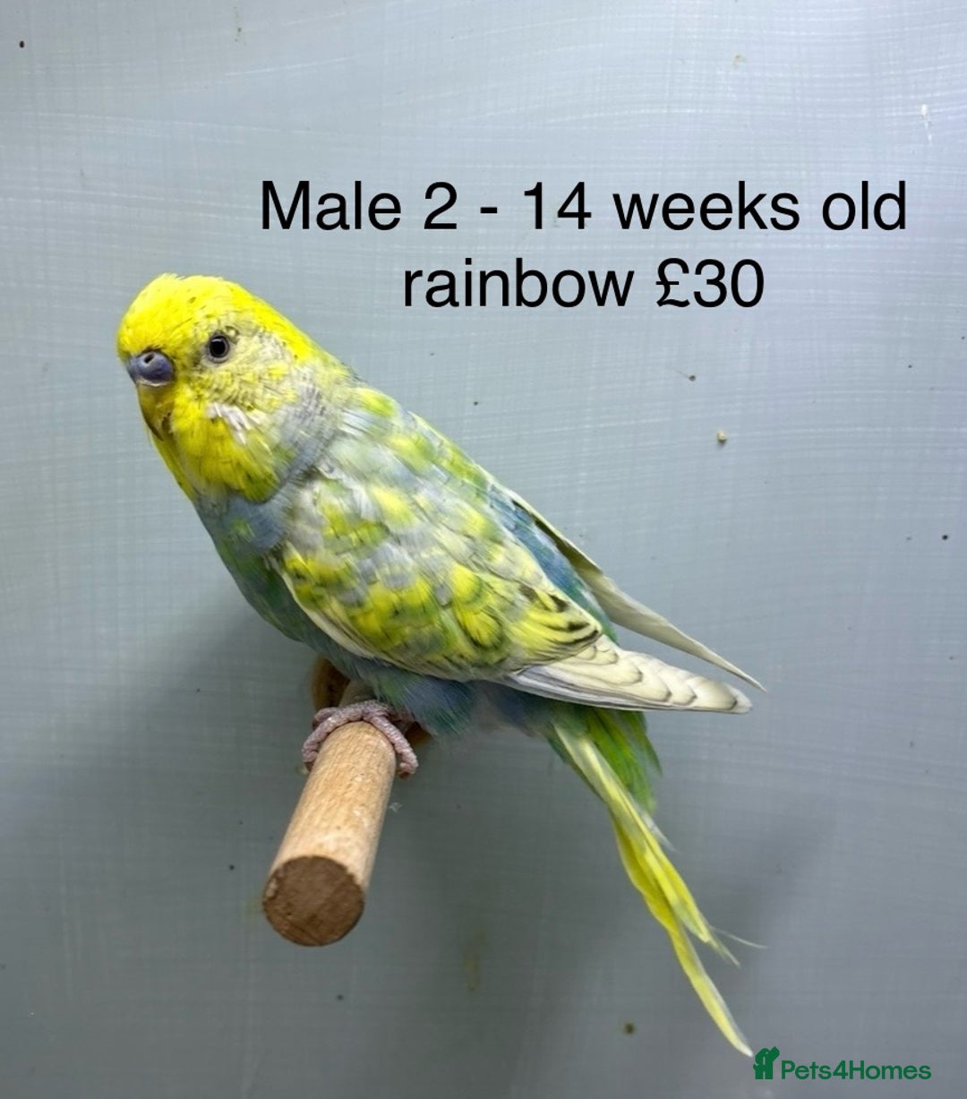 Budgerigars birds for sale: Beautiful baby budgies  - Image 6