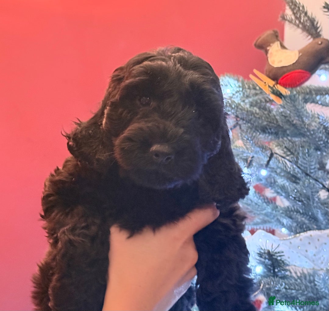 Cockapoo dogs for sale: Cockapoo puppies for sale - Advert 5