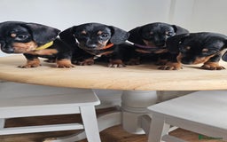 Miniature Dachshund dogs for sale: PRA CLEAR GORGEOUS MIN DACHSHUNDS  - Image 1