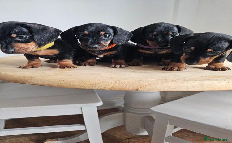Miniature Dachshund dogs - Advert 3