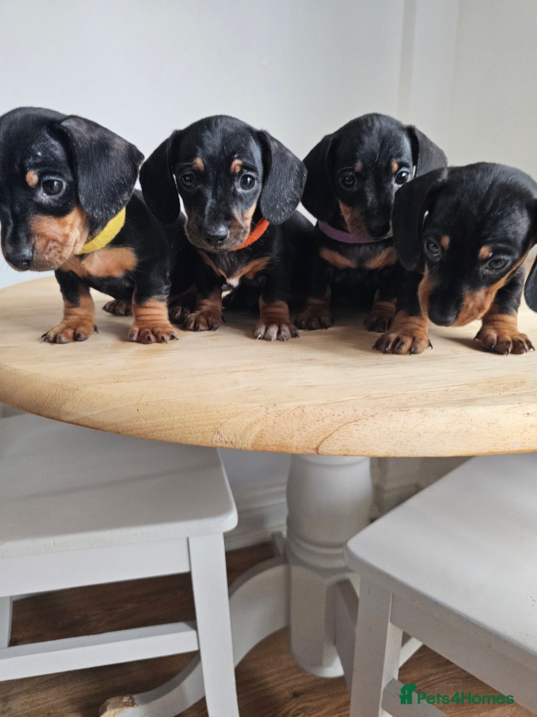 Miniature Dachshund dogs for sale: PRA CLEAR GORGEOUS MIN DACHSHUNDS  - Image 1