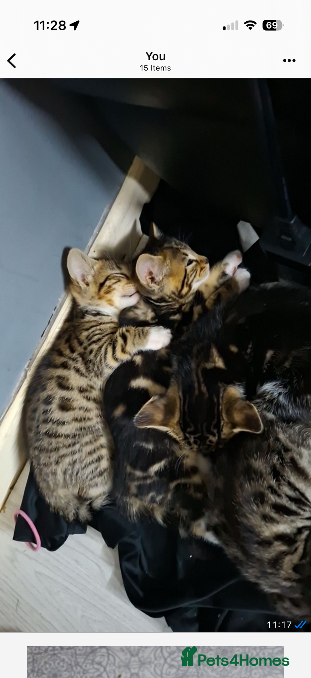 Mixed Breed cats for sale: 2 female kittens  - Advert 3