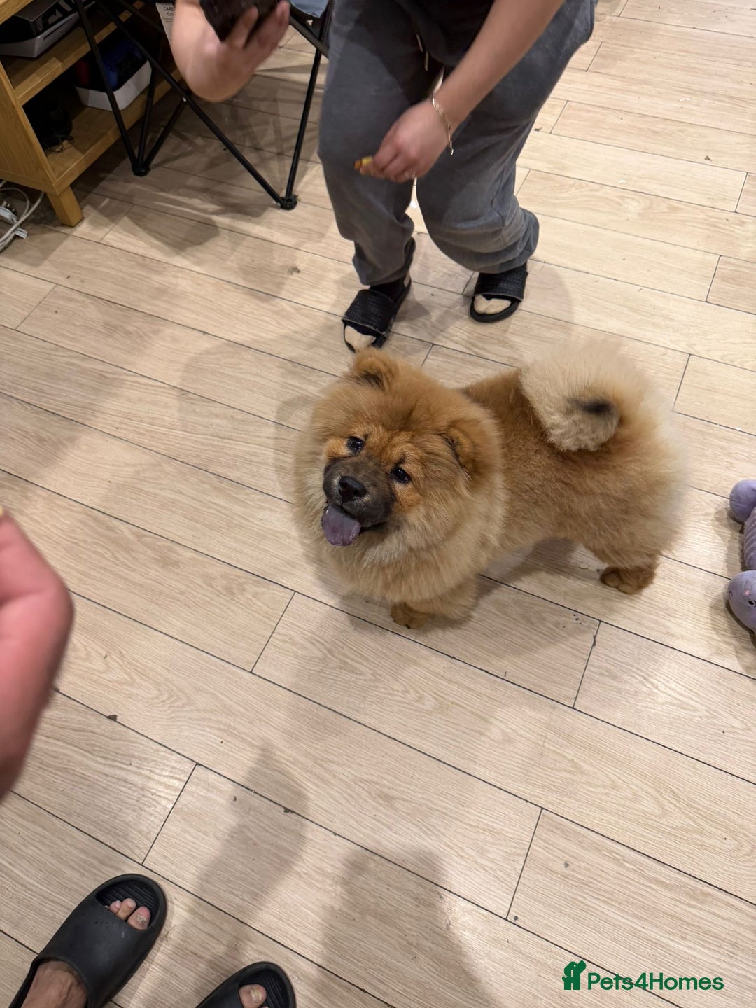 Chow Chow dogs for sale: Chow chow - Advert 17