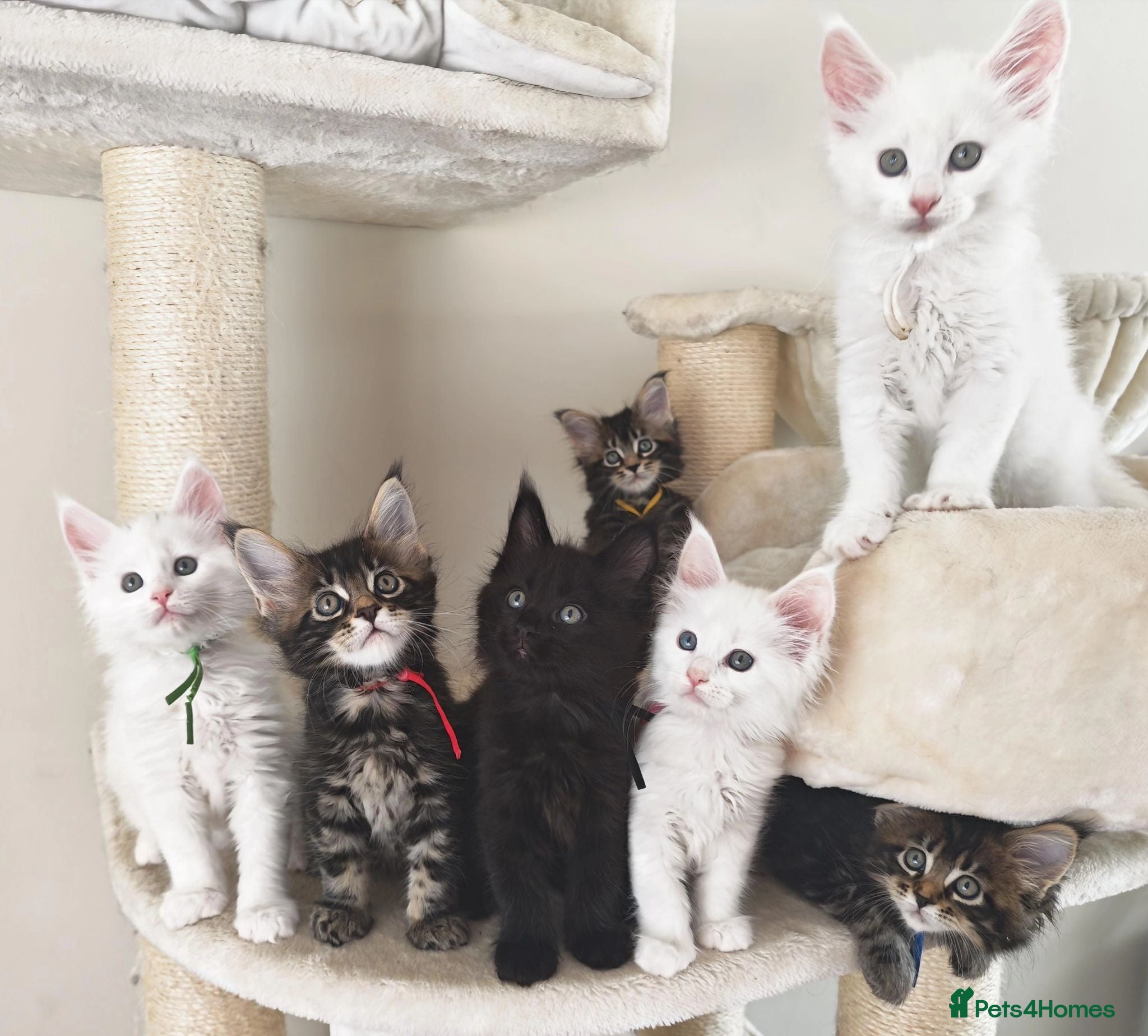 Maine Coon cats Exceptional Russian Line Maine coons - Advert 17