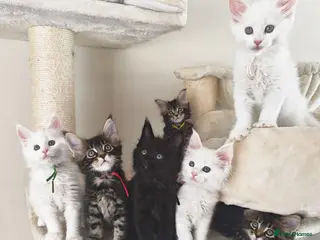Maine Coon cats Exceptional Russian Line Maine coons - Advert 17