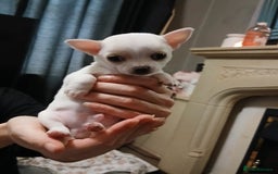 Chihuahua dogs for sale: BEAUTIFUL CHIHUAHUA PUPPIES  - Image 11
