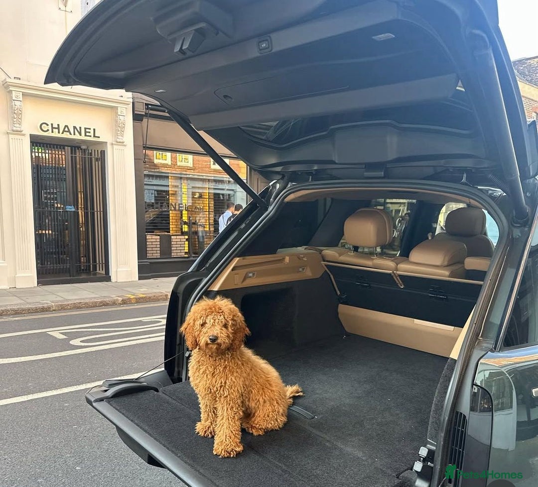 Toy Poodle dogs for sale: Golden Brown Toy Poodle  - Image 6