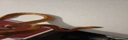Corn Snake reptiles for sale: Male corn snake  - Advert 3