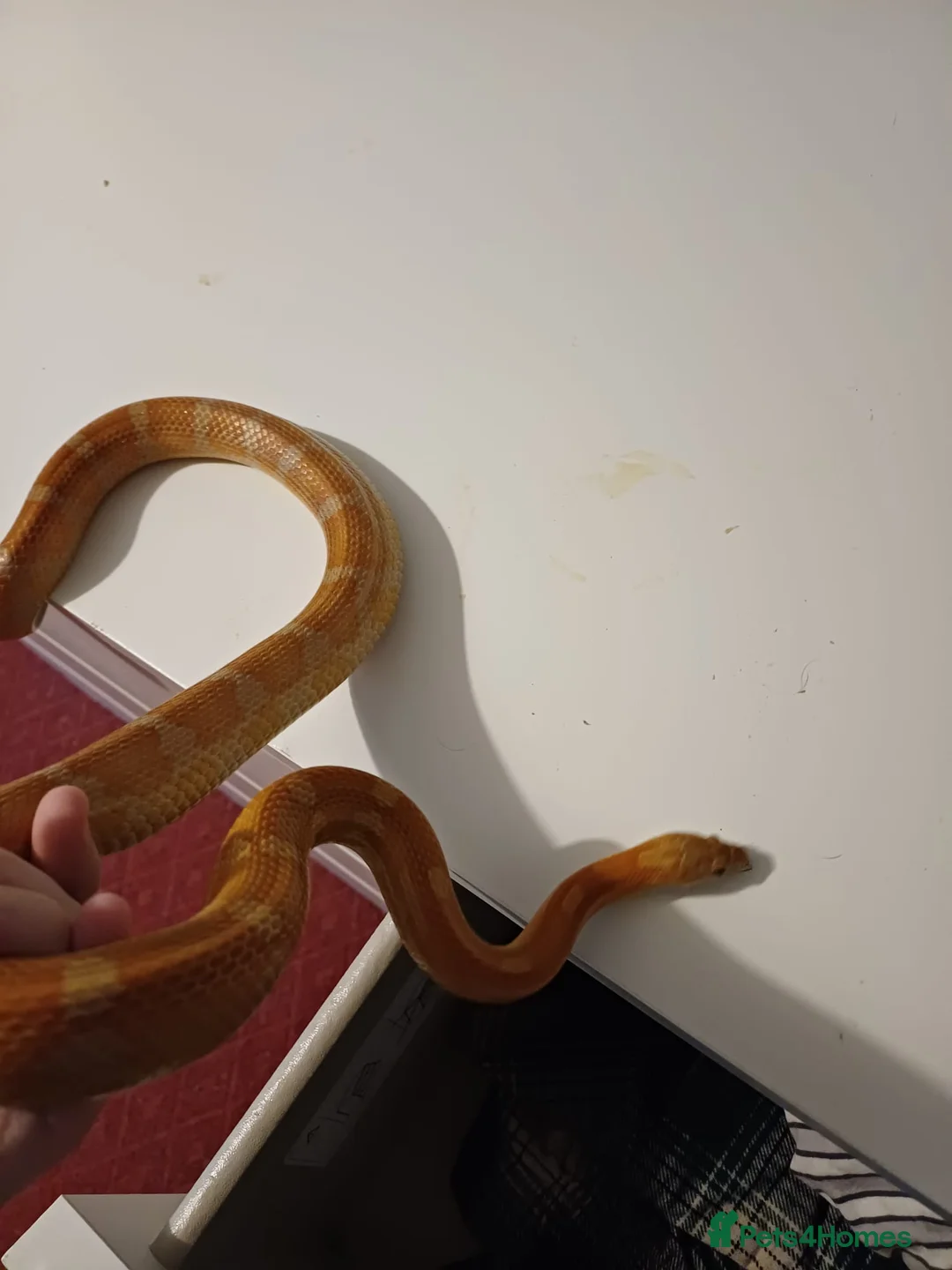 Corn Snake reptiles for sale: Male corn snake  - Advert 3