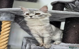Maine Coon cats for sale: Maine Coon Pedigreed Female  in Salford - Image 1