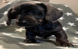 Miniature Dachshund dogs for sale: KC miniature Daschunds    - Image 13