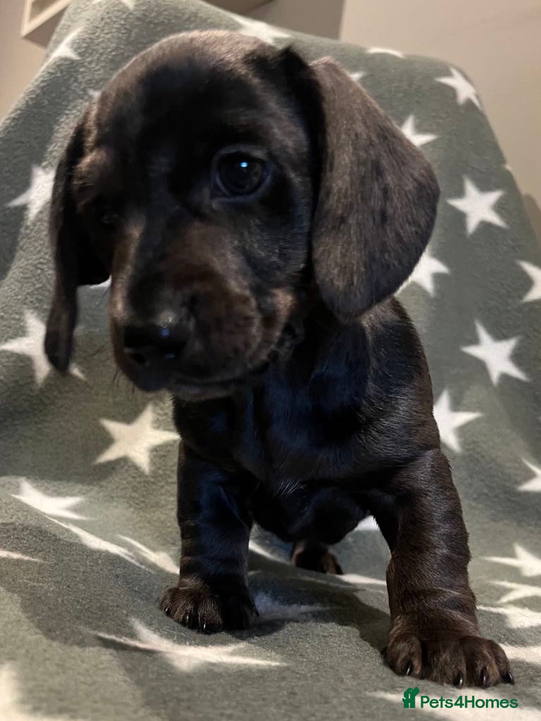 Miniature Dachshund dogs for sale: KC miniature Daschunds    - Image 13