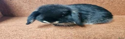 Mini Lop rabbits for sale: Pure Mini lop buck . Vaccinated  - Advert 3