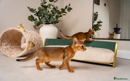 Abyssinian cats for sale: Premium Abyssinian kittens-TICA- Champion Pedigree - Image 22