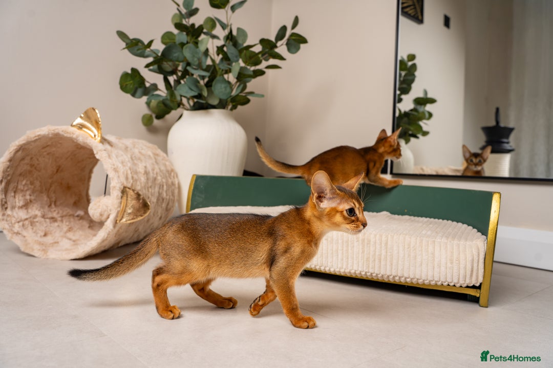 Abyssinian cats for sale: Premium Abyssinian kittens-TICA- Champion Pedigree - Image 22