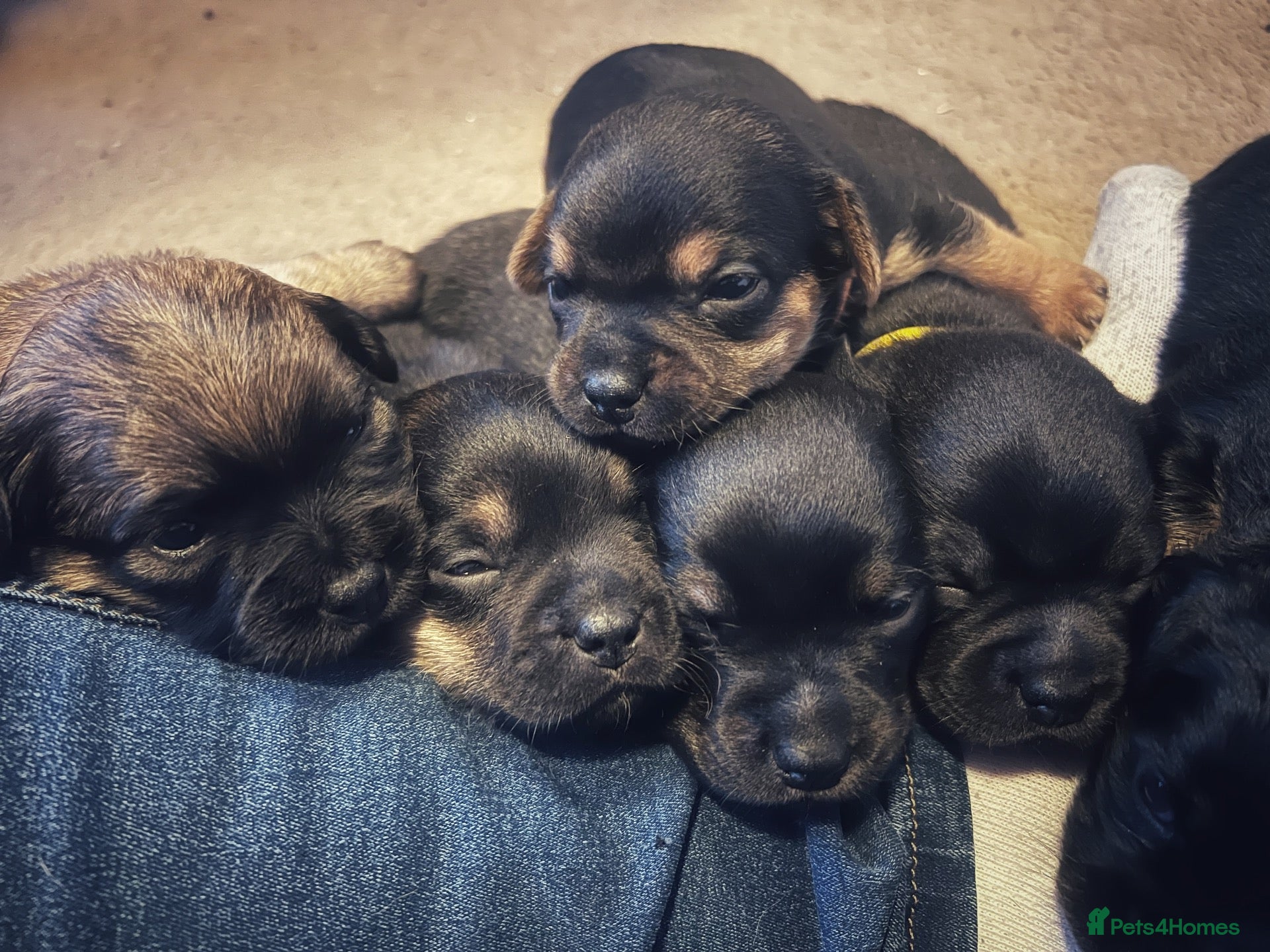 Mixed Breed dogs for sale: 8 Beautiful Mixed-Breed Puppies - Advert 24