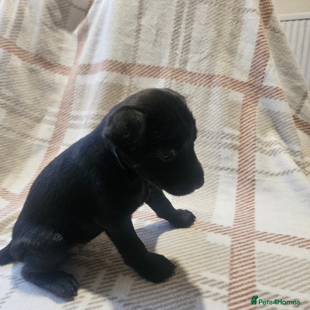 Mixed Breed dogs for sale: Patterdale/ fell terriers/ lakeland  - Image 19