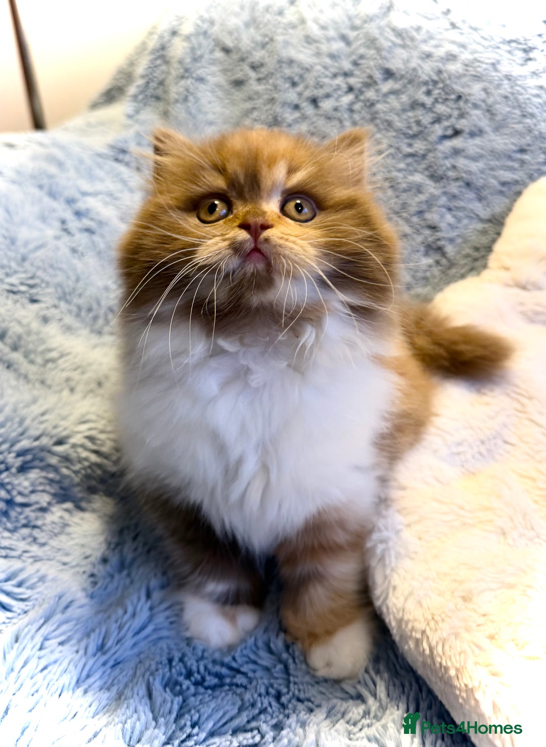 British Longhair cats for sale: British Longhair girls TICA registered  - Advert 9