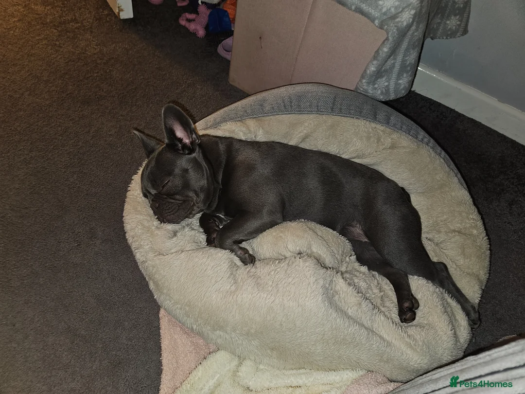 French Bulldog dogs for sale: 1 year old frenchie girl in Southampton - Advert 4