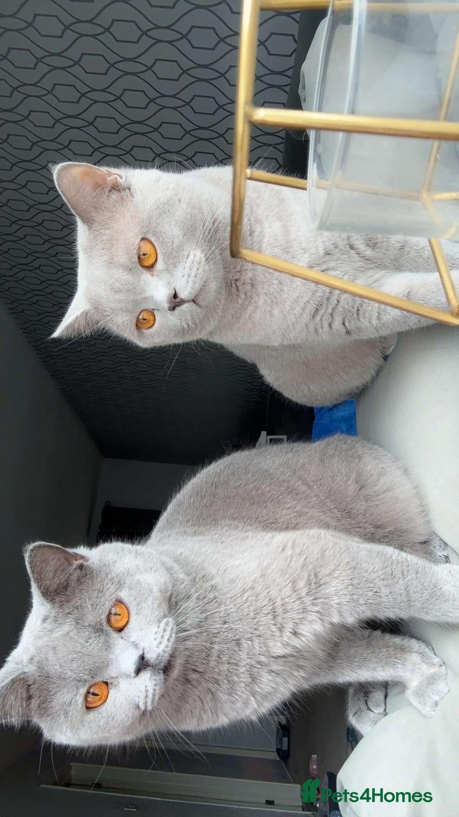 British Shorthair cats British shorthair kittens Male - Advert 4
