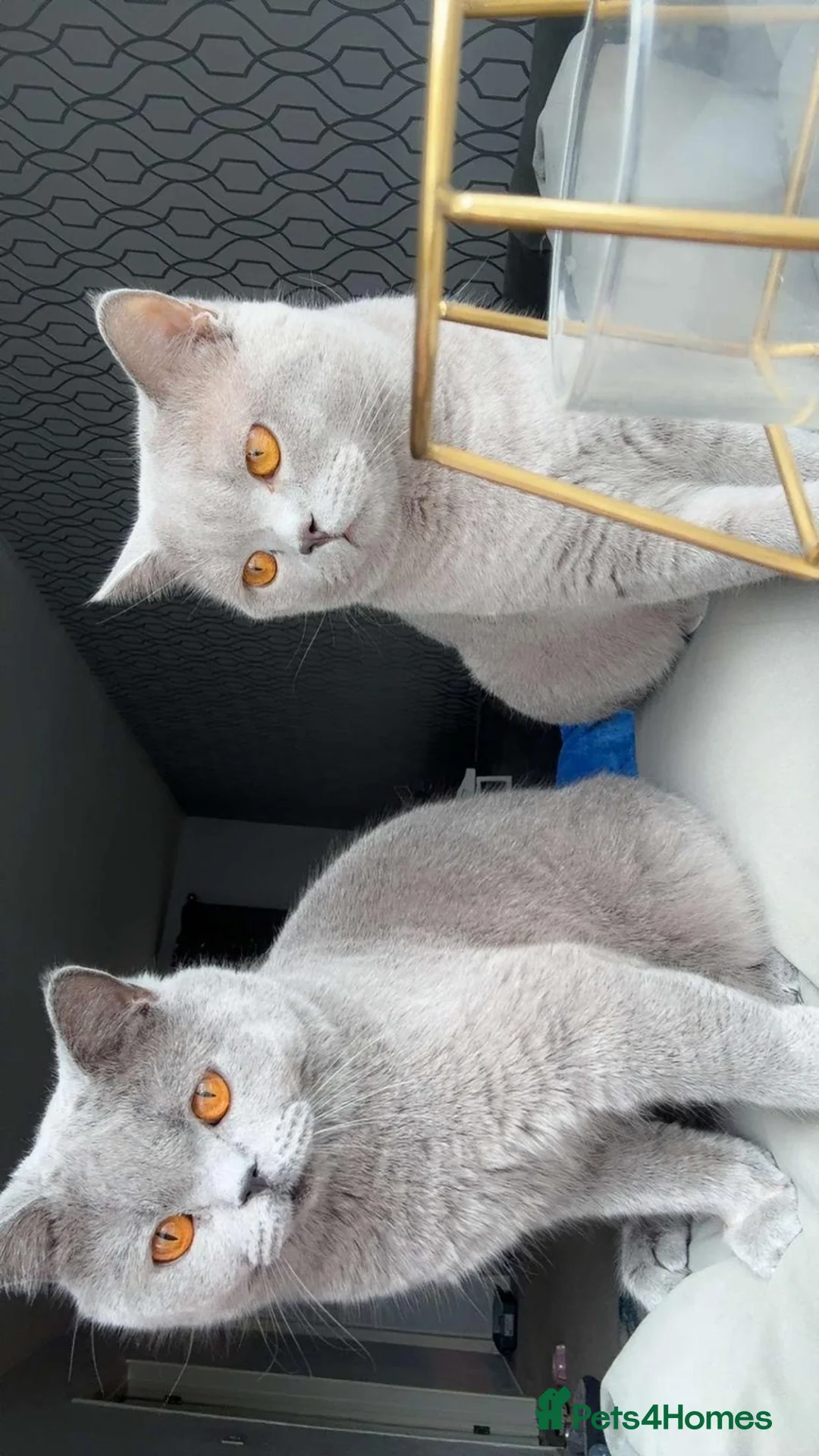 British Shorthair cats for sale: British shorthair kittens Male - Advert 2