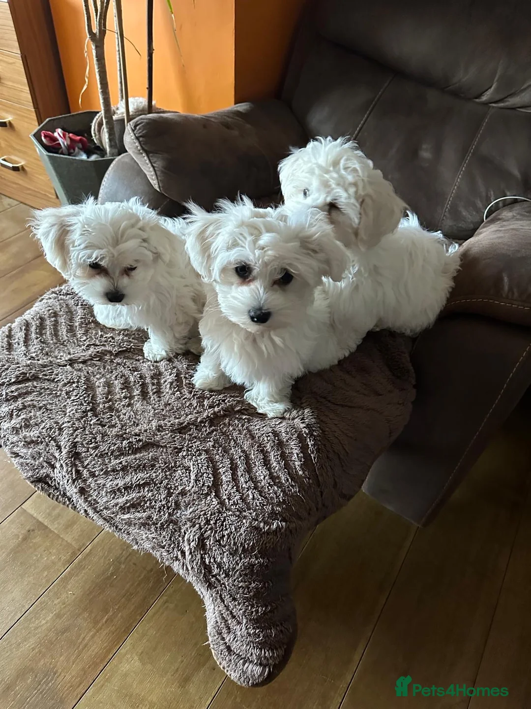 Maltese dogs for sale: Beautiful Maltese puppies for sale  in London - Advert 2
