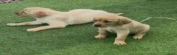Labrador Retriever dogs for sale: Golden Labrador Puppies - Advert 7