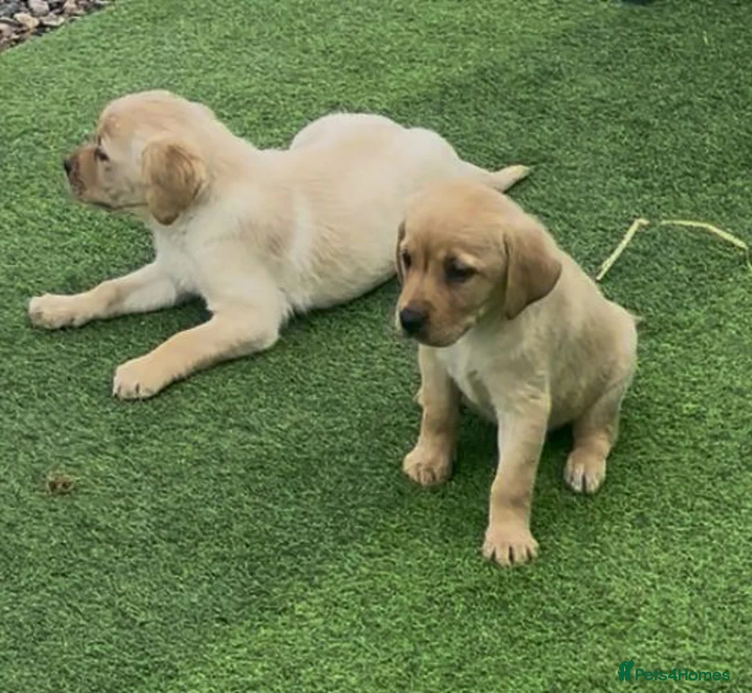 Labrador Retriever dogs for sale: Golden Labrador Puppies - Advert 7