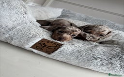 Miniature Dachshund dogs for sale: Stunning KC true miniature dachshund puppies - Image 11