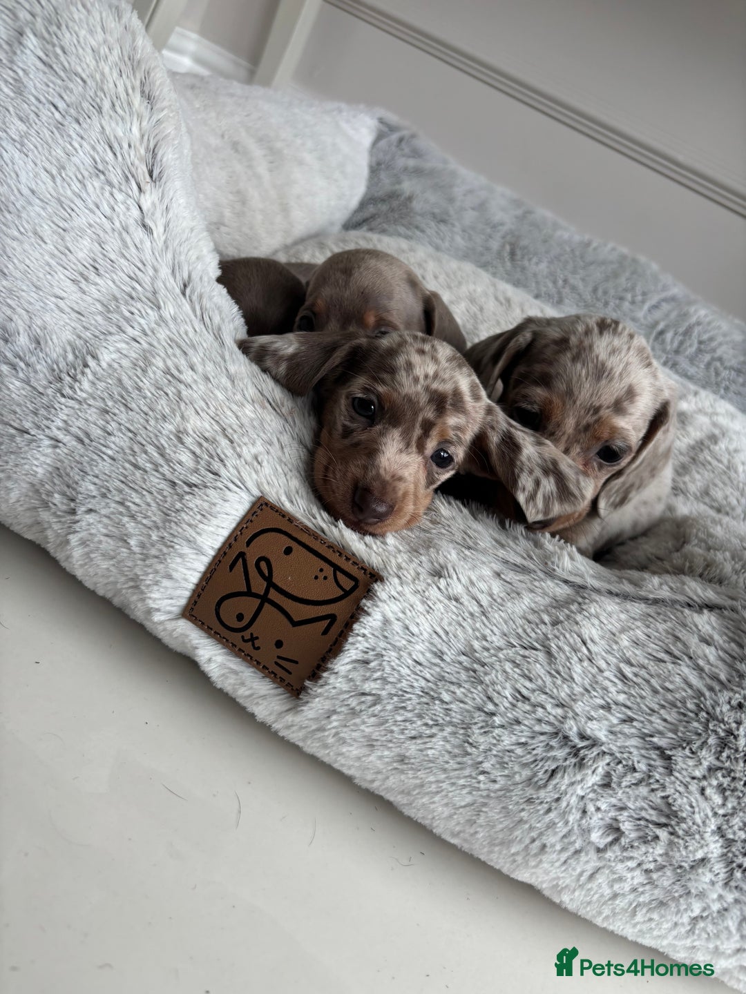 Miniature Dachshund dogs for sale: Stunning KC true miniature dachshund puppies - Image 11