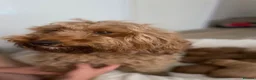 Cockapoo dogs for sale: Beautiful F2 Cockapoo Puppies – 3 Boys & 5 Girls   - Advert 12