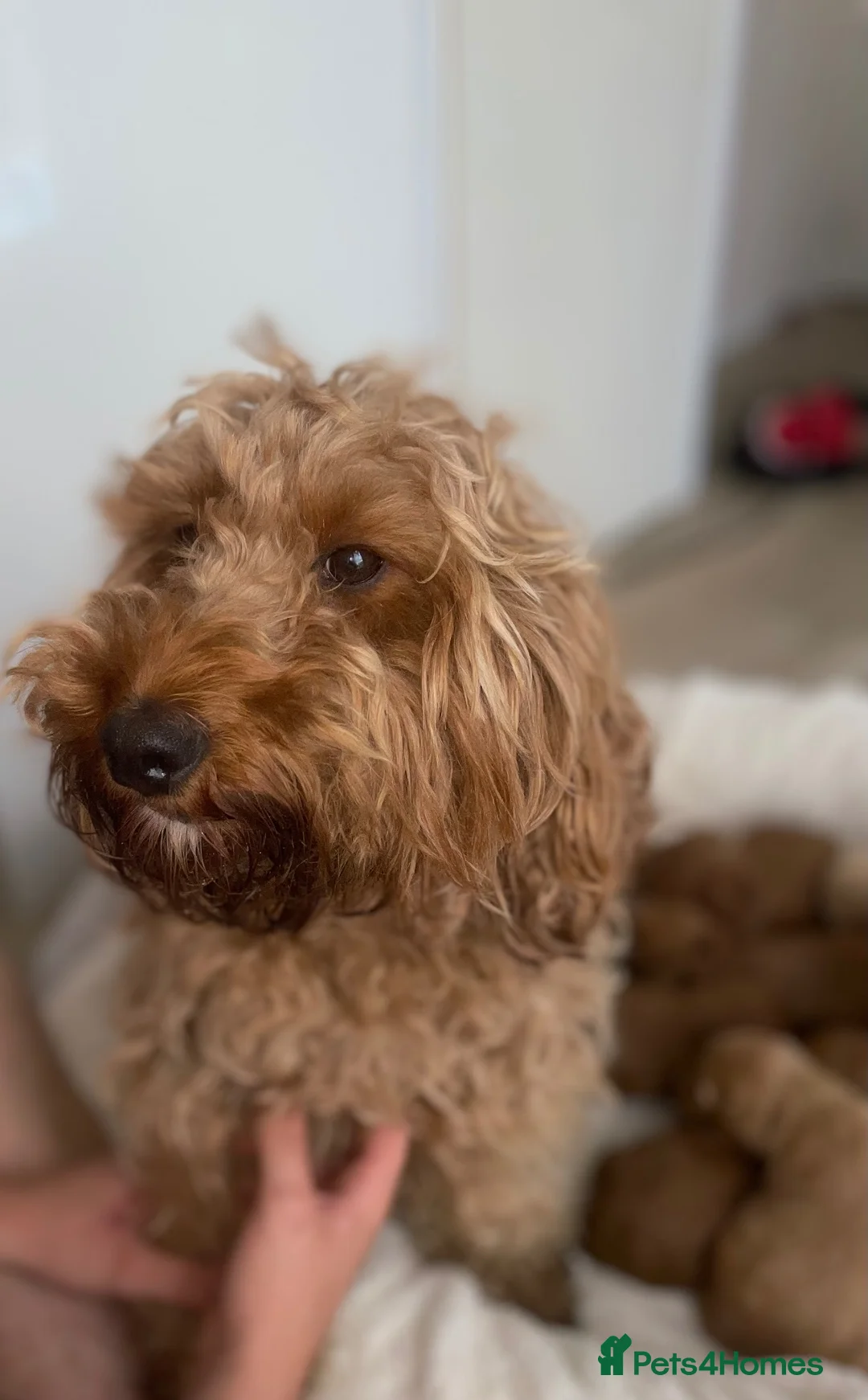 Cockapoo dogs for sale: Beautiful F2 Cockapoo Puppies – 3 Boys & 5 Girls   - Advert 12