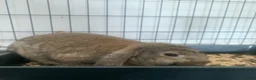 Mini Lop rabbits for sale: Female lops for rehome  - Advert 4