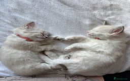 Ragdoll cats for sale: Girl ragdoll kittens  - Image 13