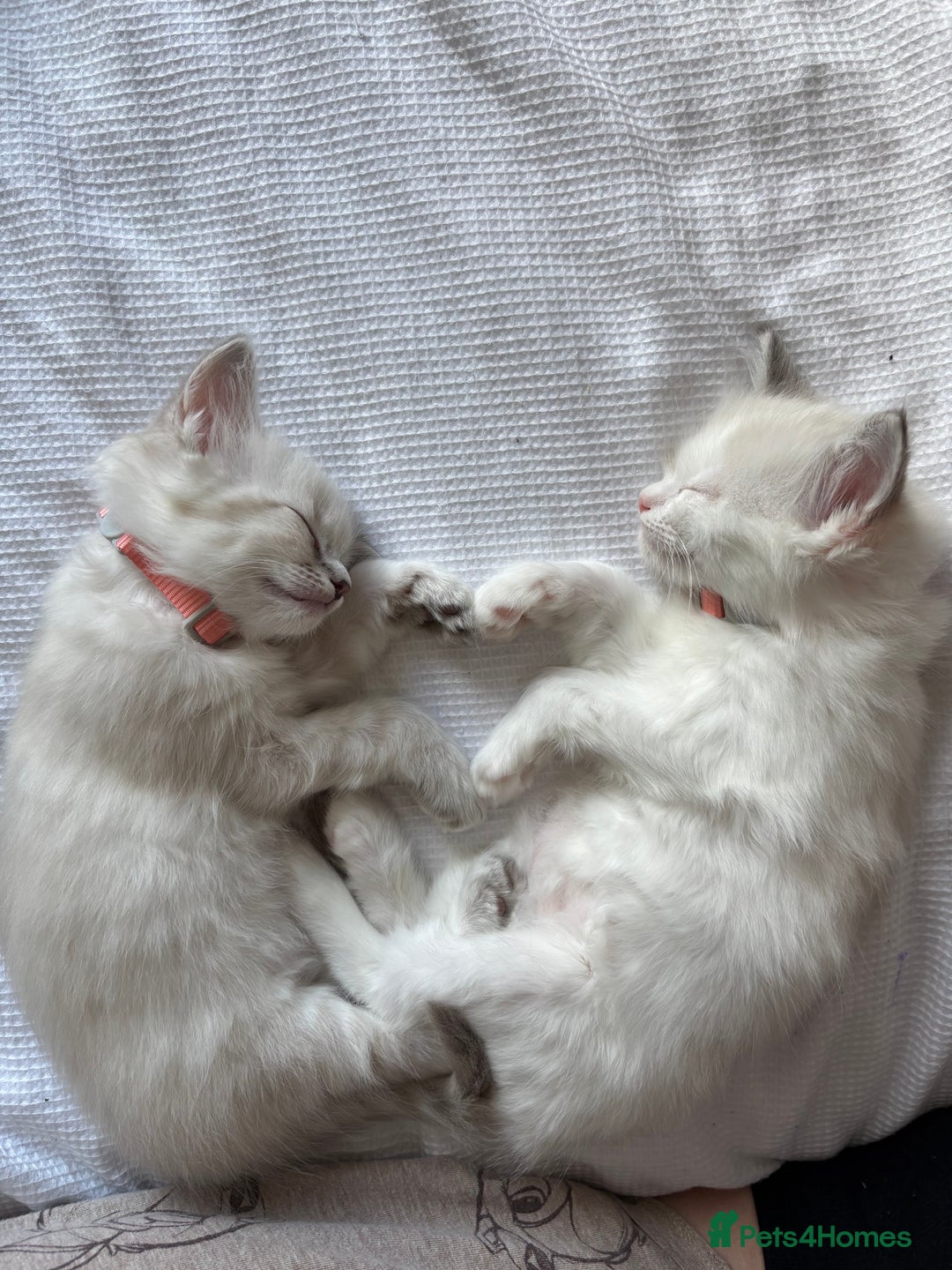 Ragdoll cats for sale: Girl ragdoll kittens  - Image 13
