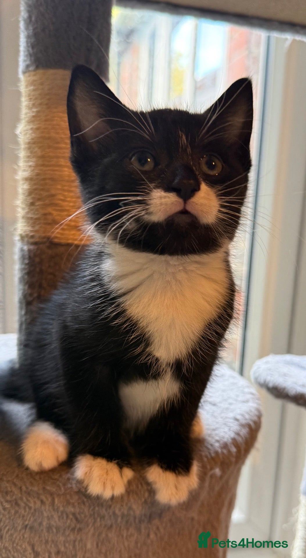 Domestic Shorthair cats Only 1 Girl Left Ready For Forever Home Now  - Advert 6