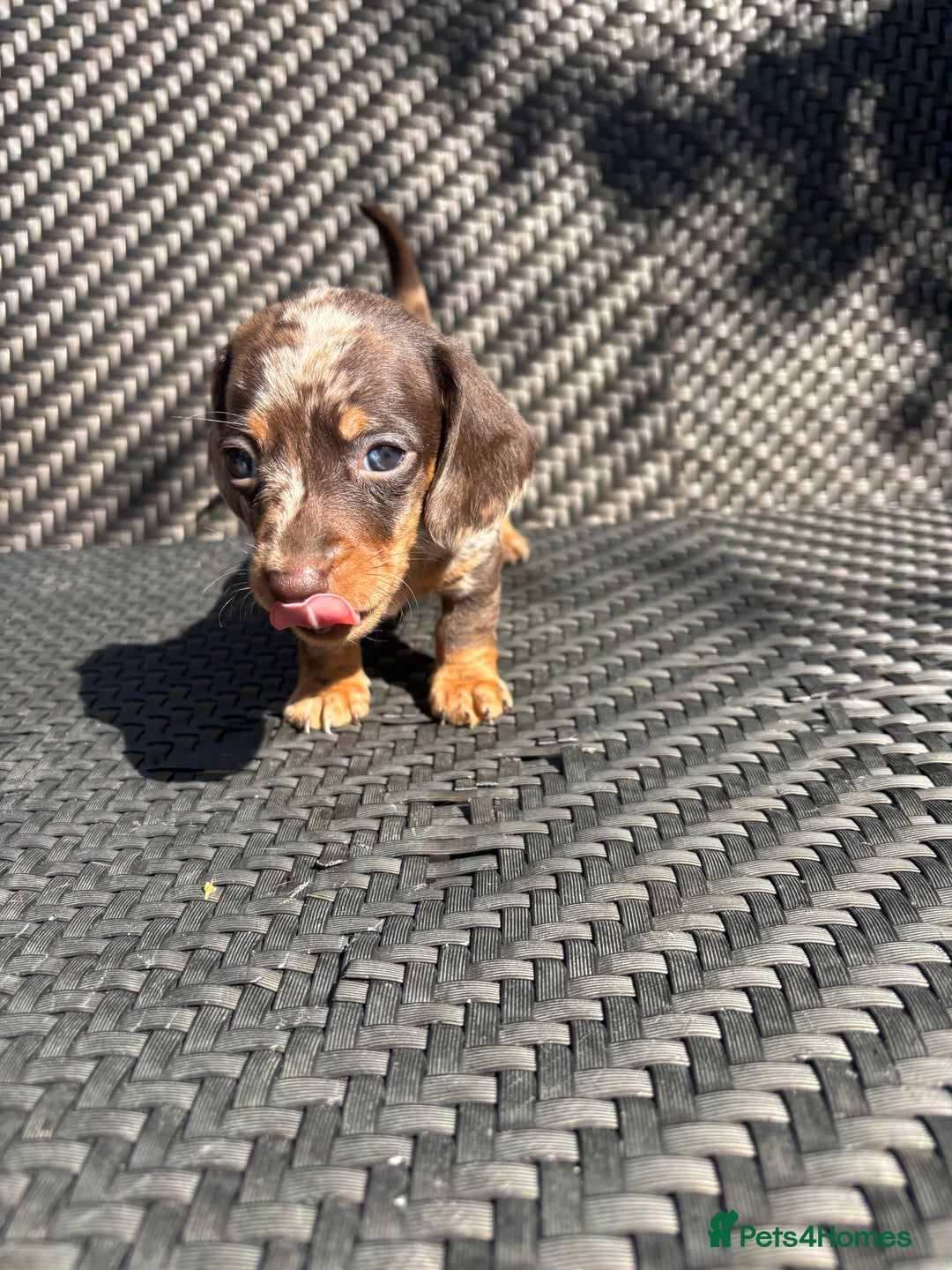 Dachshund dogs for sale: Dachshund Puppies  - Image 4
